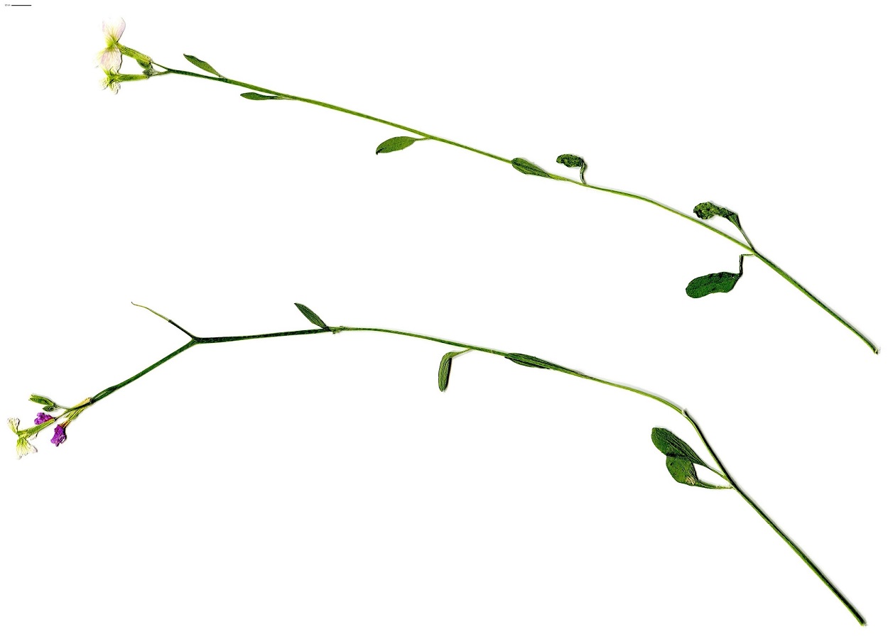 Malcolmia flexuosa (Brassicaceae)